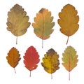 Isolated leaves. Collection of multicolored fallen autumn leaves isolated on white backgroundIsolated leaves. Collection of multic