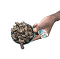 Isolated left hand with bills and small bowl of roasted mopane caterpillars, Gonimbrasia belina at the market in livingstone, Zamb