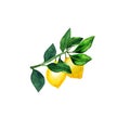 Isolated lemon on a branch. Watercolor illustrartion of citrus tree with leaves of wedding invitations, cards.