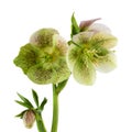 Isolated lenten rose flower or hellebore flowers Royalty Free Stock Photo