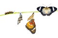 Isolated Leopard lacewing butterfly life cycle Royalty Free Stock Photo