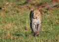 Isolated Leopard walking towards camera with empty space