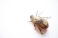 Adult Sugarcane Beetle Isolated for Scientific Use Royalty Free Stock Photo