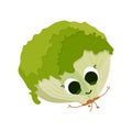 Isolated lettuce cartoon