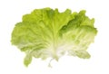 Isolated lettuce leaf Royalty Free Stock Photo