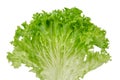 Isolated lettuce. Salad green leaf isolated on white background Royalty Free Stock Photo