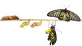 Isolated life cycle of female common birdwing butterfly