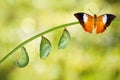 Isolated life cycle of Tawny Rajah butterfly Royalty Free Stock Photo