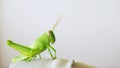 Isolated light green grasshopper white background