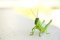 Isolated light green grasshopper white background