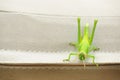 Isolated light green grasshopper white background