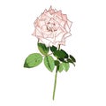 Isolated light pink rose with leaves on white background, flower vector, valentine symbol Royalty Free Stock Photo