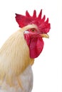 Isolated light rooster portrait