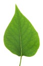 Isolated Lilac Leaf Royalty Free Stock Photo