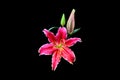 Pink lily flowera on black background Royalty Free Stock Photo