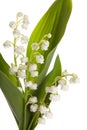 Isolated lilly of the valley Royalty Free Stock Photo
