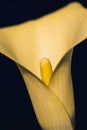 Beautiful single calla or lily flower, on a black background. Royalty Free Stock Photo