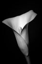 Beautiful single calla or lily flower, on a black background. Royalty Free Stock Photo