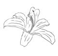 Isolated lily flower in black and white colors, outline hand painted drawing