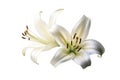 Isolated Lily Flower Blossom on Transparent Background, Generative Ai