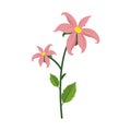 Isolated Lily Flower Plant Illustration