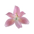 Isolated lily flower