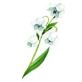 Isolated Lily of the valley illustration element. Floral botanical flower. Watercolor background illustration set.