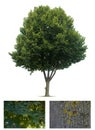 Isolated Linden tree
