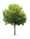 Isolated Linden tree