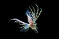 Isolated Lion Fish Royalty Free Stock Photo