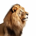 Isolated Lion: A Realistic Portrait In 8k Resolution