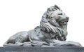 Isolated lion on white background Royalty Free Stock Photo