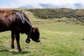 Isolated little cow put to pasture, single calf on an alpine pas