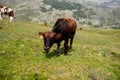 Isolated little cow put to pasture, single calf on an alpine pas