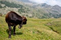 Isolated little cow put to pasture, single calf on an alpine pas