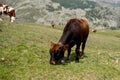 Isolated little cow put to pasture, single calf on an alpine pas