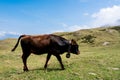 Isolated little cow put to pasture, single calf on an alpine pas