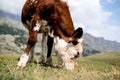 Isolated little cow put to pasture, single calf on an alpine pas