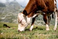 Isolated little cow put to pasture, single calf on an alpine pas