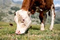 Isolated little cow put to pasture, single calf on an alpine pas