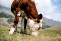 Isolated little cow put to pasture, single calf on an alpine pas