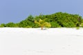 Isolated little palm tree on a desert island Maldives, Ari Atoll Royalty Free Stock Photo