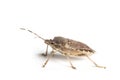 Isolated living brown marmorated stink bug Royalty Free Stock Photo
