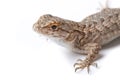 Isolated Lizard Royalty Free Stock Photo