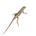 Isolated Lizard Royalty Free Stock Photo