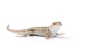 Isolated Lizard on White Royalty Free Stock Photo