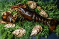 Isolated lobster on the the dill with oysters