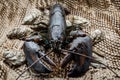 Isolated lobster in the fishing net