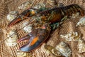 Isolated lobster in the fishing net