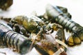 Isolated lobster on ice background on the market, closeup of fresh crustacean products in restaurant, useful shellfish sea food